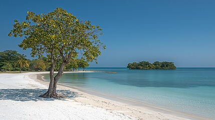 Tropical beach, tree, island, clear water, sunny day, postcard, vacation