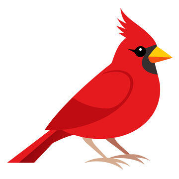 Cardinal Bird Vector Illustration &ndash; Cartoon, Clipart & Line Art Design on White Background,  Cardinal bird vector illustration in cartoon, clipart, and line art styles on a white background.