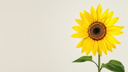 Obraz premium A vivid sunflower stands alone against a backdrop, showcasing vintage botanical art style with intricate details.