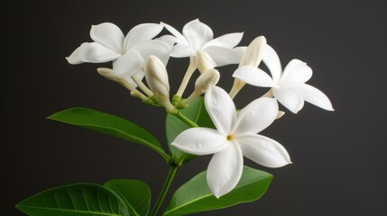 Fototapeta premium A stunning white jasmine flower stands out with its delicate petals, creating a striking contrast against a dark backdrop.