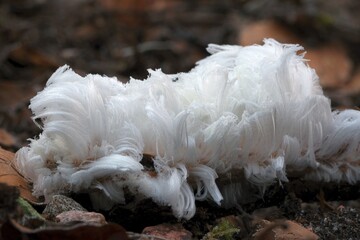 Obraz premium An unusual natural phenomenon - mysterious hair ice on wood looks like angle hair. The fungus Exidiopsis effusa is responsible for this crystallization process. 