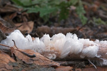 An unusual natural phenomenon - mysterious hair ice on wood looks like angle hair. The fungus...