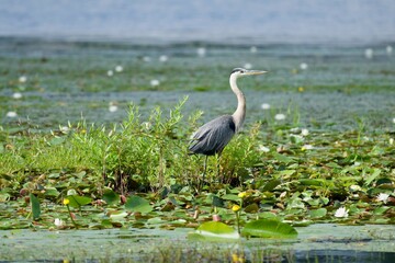 Great Blue Heron