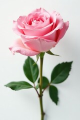Naklejka premium Elegant pink rose bouquet, isolated on pure white backdrop , event, gentle
