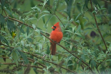 Bright red cardinal in tree