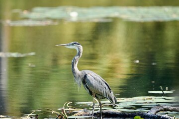 Great Blue Heron