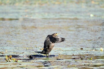 double crested cormorant 