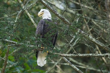 Bald Eagle on branch