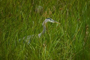 Great Blue Heron
