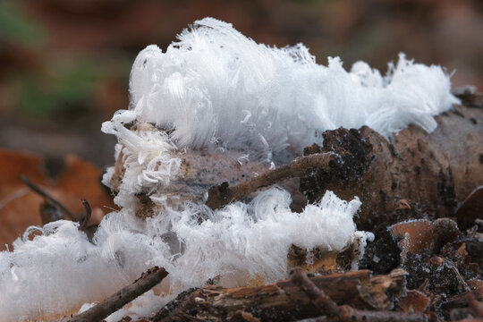 An unusual natural phenomenon - mysterious hair ice on wood looks like angle hair. The fungus Exidiopsis effusa is responsible for this crystallization process.	 - Powered by Adobe