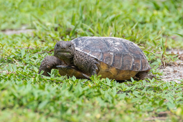 Grumpy Gopher Tortoise