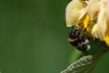 A wild bee hangs under a yellow flower looking for pollen. The bee and the flower are at the side of the picture. There is plenty of space for text in the green background.