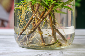 Closeup of rooting rosemary or salvia rosmarinus cuttings in a glass jar with water on a wooden table. Home gardening concept.	