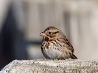 A close up of a feeding Song Sparrow perched on the top of a wooden post