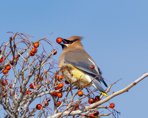 An adult Cedar Waxwing perched amongst red crabapples and holding one in its beak