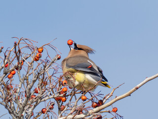 An adult Cedar Waxwing holding up a red crabapple in its beak