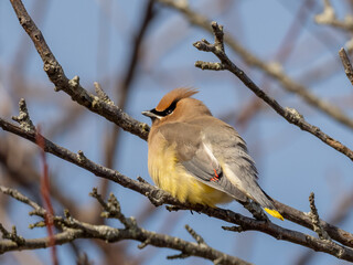An adult Cedar Waxwing perched amongst bare twigs