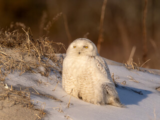 A fluffed up Snowy owl perched on a patch of snow