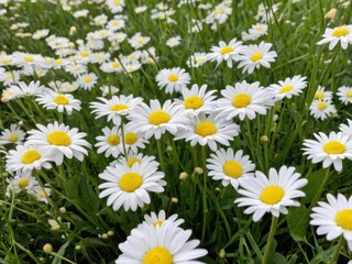Obraz premium daisies in a field