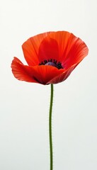 Obraz premium Single bright red poppy blossom, pristine white backdrop, red flower, closeup, red