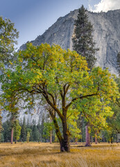 Oak Tree in El Capitan Meadows, Yosemite NP, CA