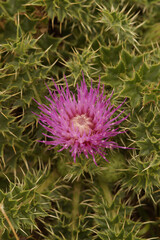 Closeup on a flowering dwarf or stemless thistle, Cirsium acaule