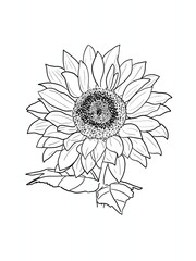Sunflower on transparent background