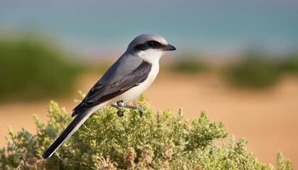 Obraz premium Vivid Lesser Gray Shrike Perched on Desert Cactus Against a Radiant Summer Sunset in Qatar, Capturing the Rich Colors and Textures of the Arabian Peninsula.