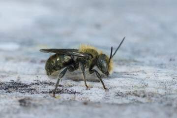 Closeup on a small North-American green male Mason bee, Osmia species at Coquille, Oregon