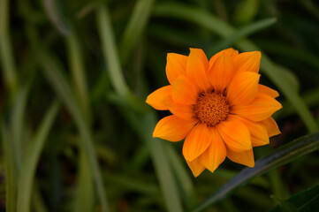 Vibrant orange flower blooms amid lush green grass in a tranquil summer garden