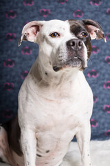 A black and white dog on a background of hearts with a bouquet of flowers, the concept of March 8th and Valentine's Day. Dog Greeting Card