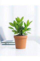 Fototapeta premium Small green plant in terracotta pot adds a touch of nature to a modern workspace with a laptop in the background