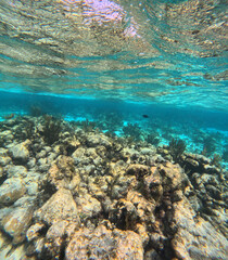 Grand Cayman Underwater Reef 