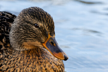 Mallard or wild duck, Anas platyrhynchos. A duck - close up.