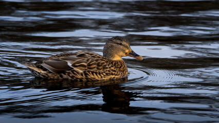 Mallard or wild duck, Anas platyrhynchos. A duck - close up.