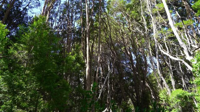 Myrtle tree forest in Los Arrayanes National Park, Argentina