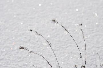 Close-up of delicate dried plants covered in frost, glistening in the winter sunlight. The frozen branches stand out against a softly blurred snowy background, creating a tranquil winter scene.