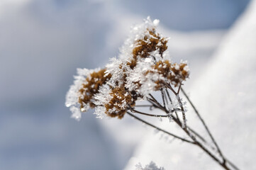 Obraz premium A serene winter scene featuring frost-covered dried plants against a glowing snowy background. The crisp ice formations on the delicate branches add a touch of winter elegance to the composition.