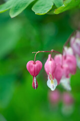 A close-up of pink bleeding heart flowers (Lamprocapnos spectabilis) with delicate heart-shaped petals. The vibrant blossoms hang gracefully against a softly blurred green background, creating a