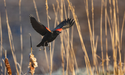A red-winged blackbird 