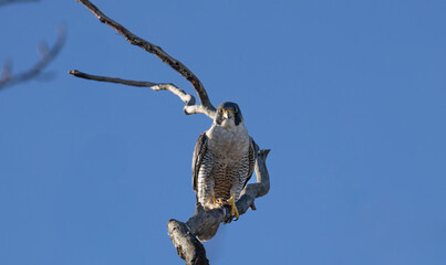 A peregrine falcon 