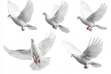 Obraz premium Series of white birds flying in the air