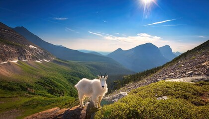 Striking Mountain Goat Amidst Majestic Glacier National Park on a SunKissed Afternoon, Montana, USA, showcasing Wildlife and Nature in All Their Glory.