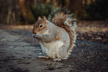 squirrel in the forest