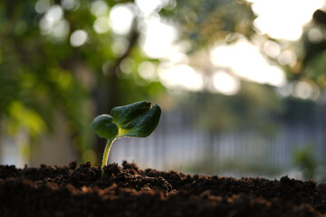 vegetable small sprouting macro closeup