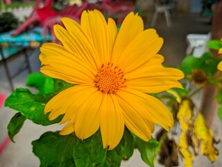 Tithonia diversifolia is a species of flowering plant in the Asteraceae family commonly known as marigold tree, Mexican tournesol, Mexican sunflower, Japanese sunflower.  It comes from Mexico