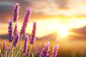 Obraz premium Lavender flowers at sunset with glowing sky and warm light