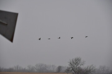 Flock of Geese