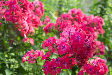 Obraz premium Close up view of pink Phlox paniculata flowers