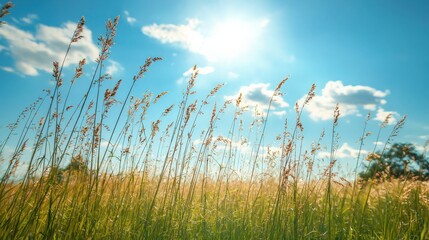 Fototapeta premium Golden Grass Field Under a Bright Blue Sky with Fluffy Clouds